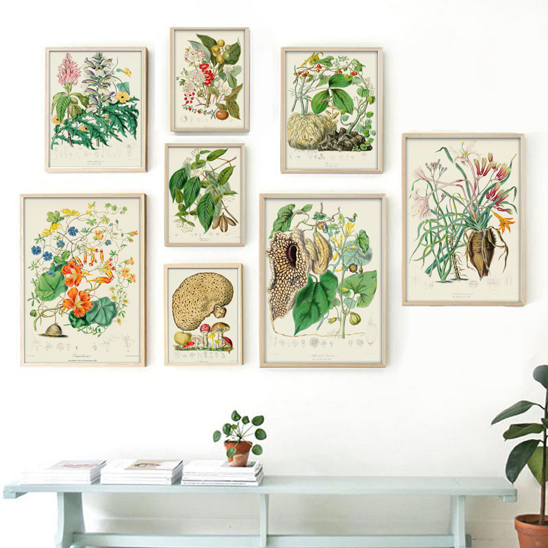 Vintage Collectible Posters - Kolekcja botaniczna: stare plakaty, reprodukcje, obrazy