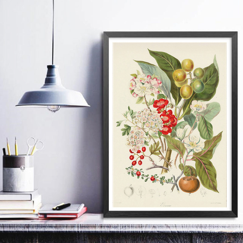 Kolekcja botaniczna: stare pla – Vintage Collectible Posters recenzja i cena