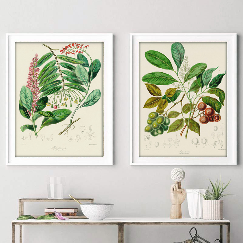 Kolekcja botaniczna: stare pla – Vintage Collectible Posters recenzja i cena